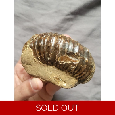 Rare Pierre Shale Didymoceras Ammonite Fossil Partial Shell From South Dakota